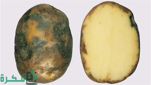 أعفان البطاطس