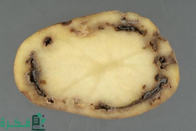 أعفان البطاطس