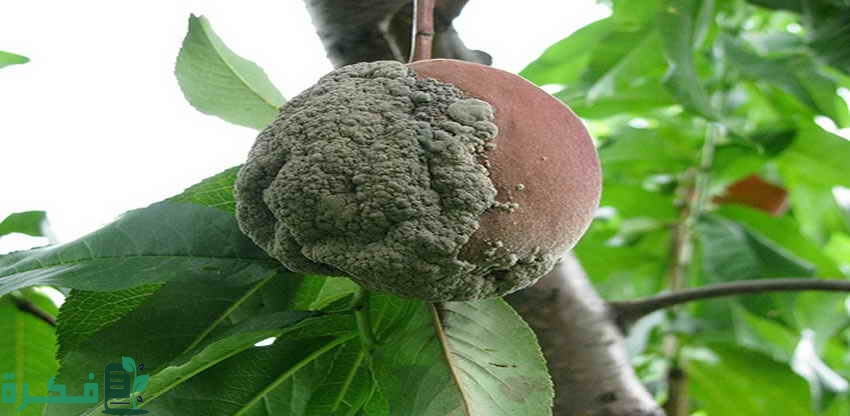 أعفان الثمار