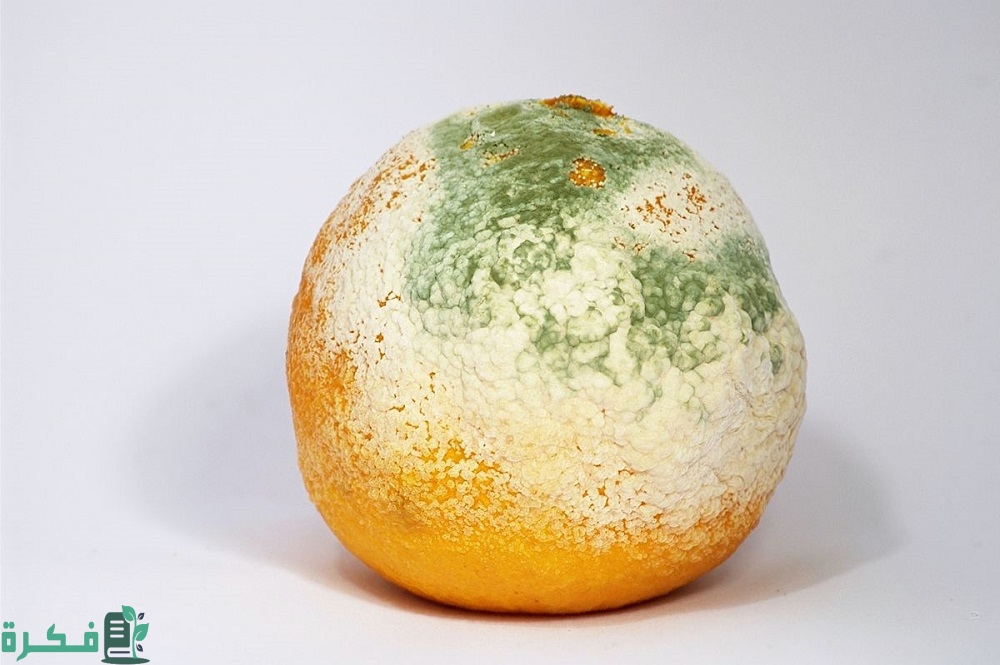 أعفان الثمار