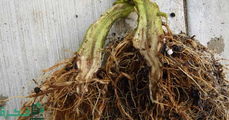 أعفان الجذور