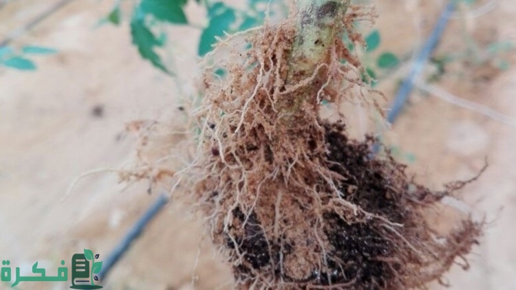 أعفان الجذور
