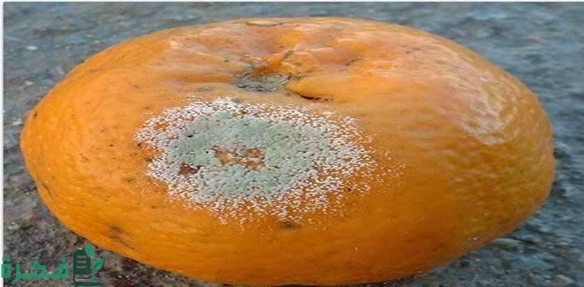 أعفان ثمار الموالح