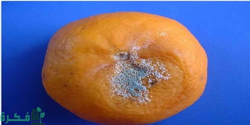 أعفان ثمار الموالح