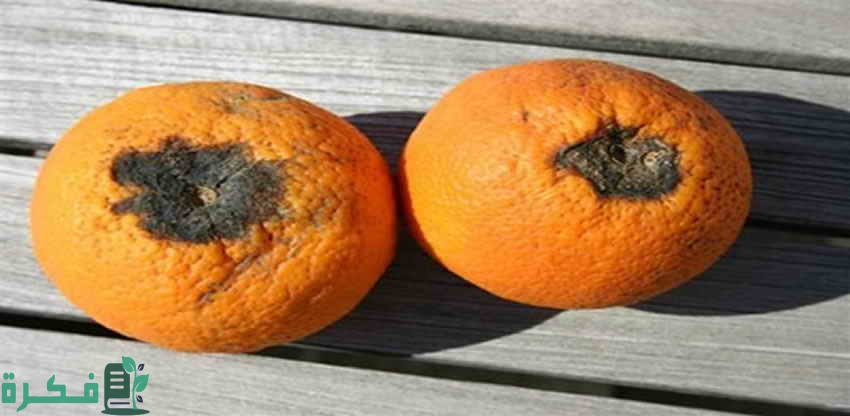 أعفان ثمار الموالح