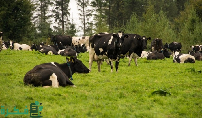 أفضل 5 أفكار لمشاريع الإنتاج الحيواني مربحة