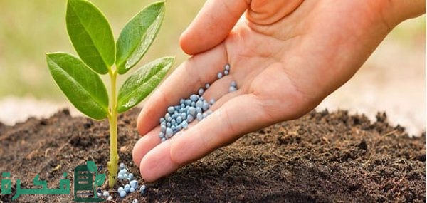 كيفية تسريع نمو النباتات  كيفية تسريع نمو النباتات