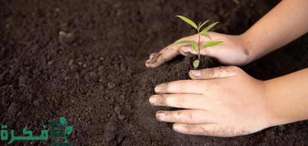 كيفية تسريع نمو النباتات  كيفية تسريع نمو النباتات