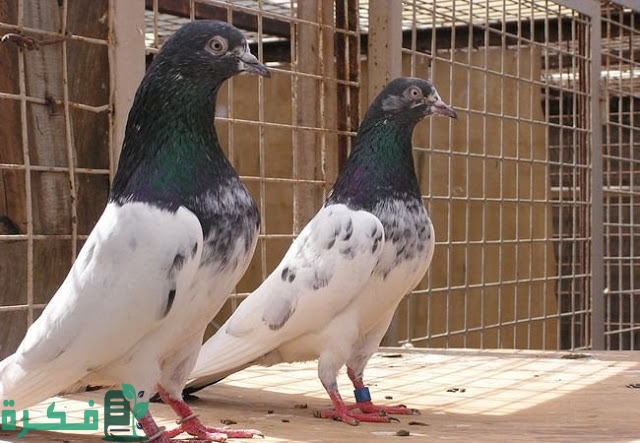 أنواع الحمام المصري