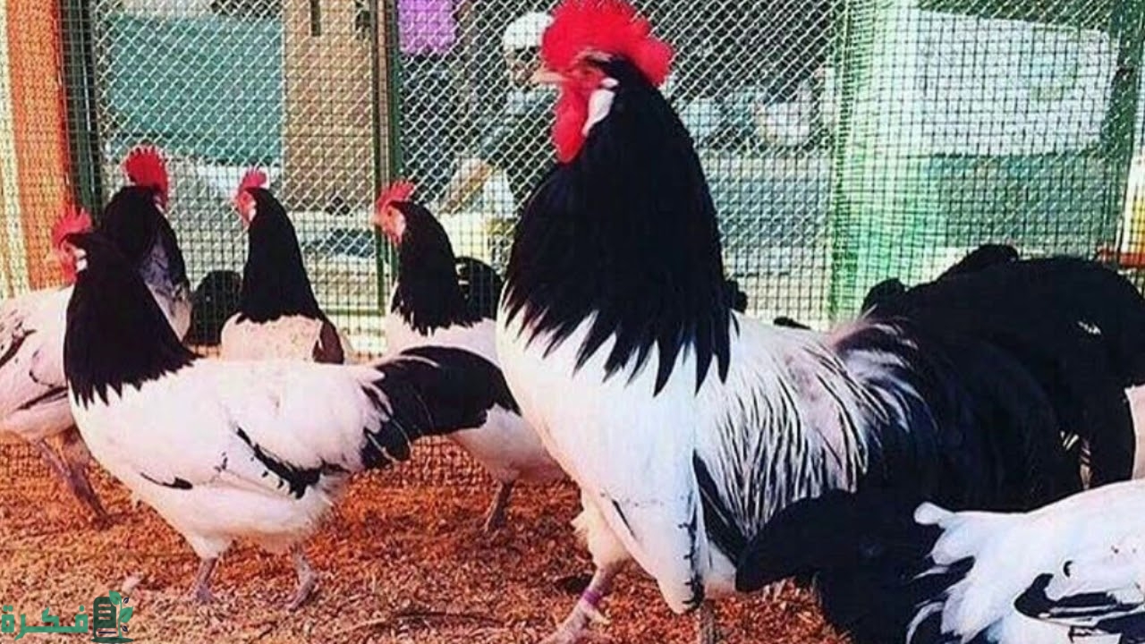أنواع دجاج الزينة 