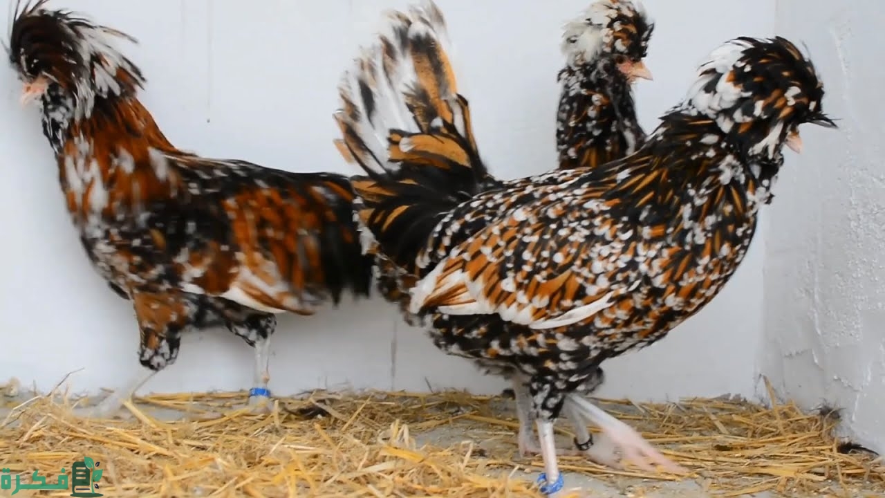 أنواع دجاج الزينة 