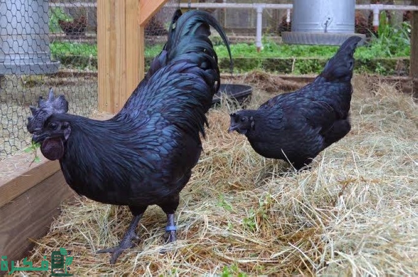 أنواع دجاج الزينة 