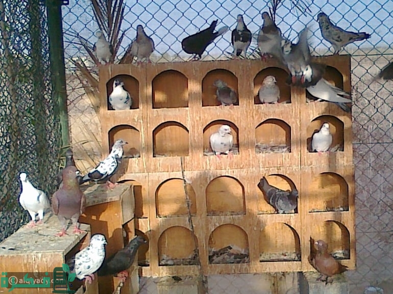 اضرار ومخاطر تربية الحمام في المنزل