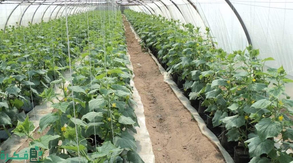 دراسة جدوى زراعة الطماطم في الصوب الزراعية