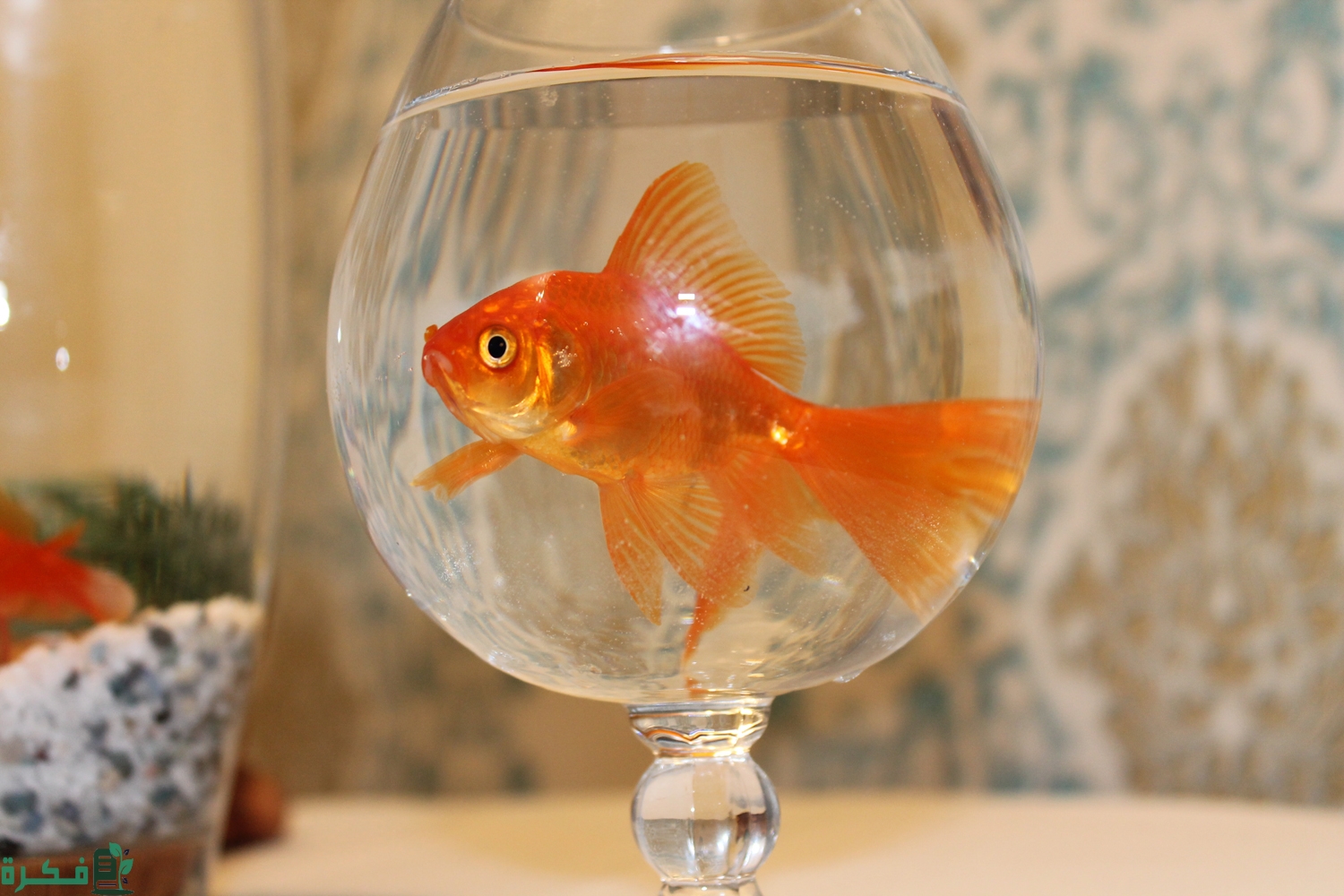 تربية أسماك الزينة في المنزل تربية أسماك الزينة في المنزل