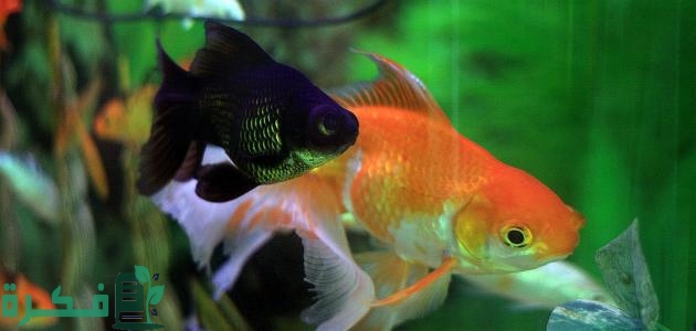 تربية أسماك الزينة في المنزل