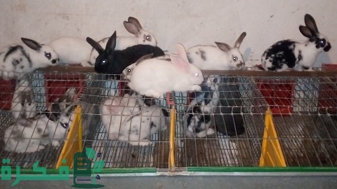 تربية الأرانب في الأقفاص