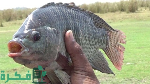 تربية الأسماك في أحواض إسمنتية