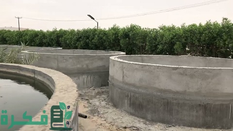 تربية الأسماك في أحواض إسمنتية