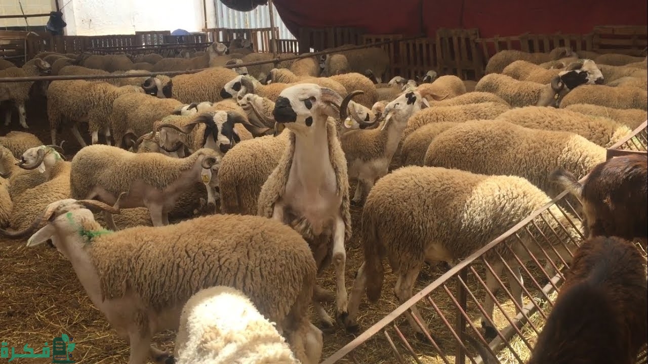 تربية الأغنام وكيفية تحسين إنتاجيتها