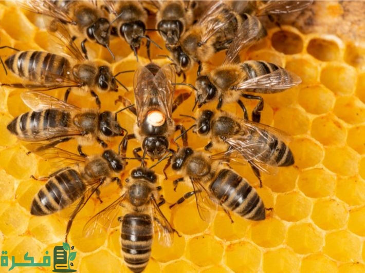 أفضل أنواع خلايا النحل