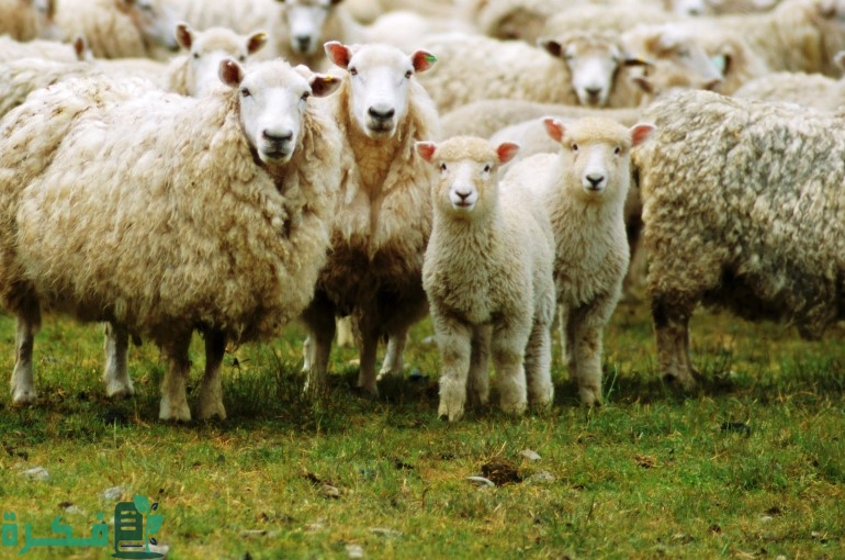 حقل تربية الأغنام في العراق