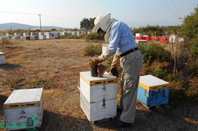 أفضل أنواع خلايا النحل