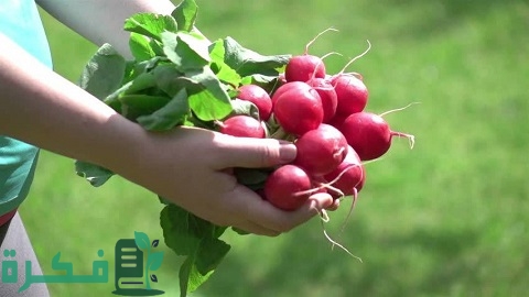 خلطة العتيبية لحرق دهون البطن والخواصر
