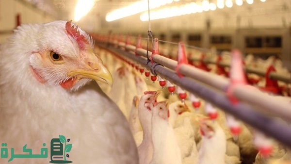  دراسة جدوى مجزر دواجن يدوي