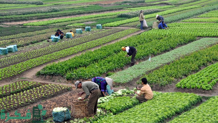 دراسة جدوى مشروع مزرعة خضار