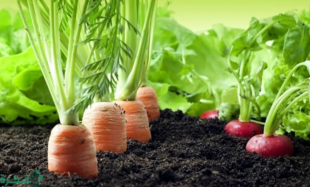 زراعة الخضروات في حديقة المنزل
