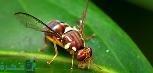 طريقة القضاء على ذباب الفاكهة