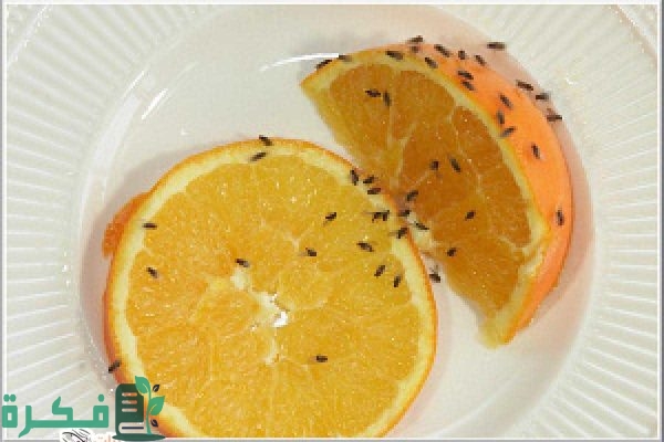 طريقة القضاء على ذباب الفاكهة طريقة القضاء على ذباب الفاكهة