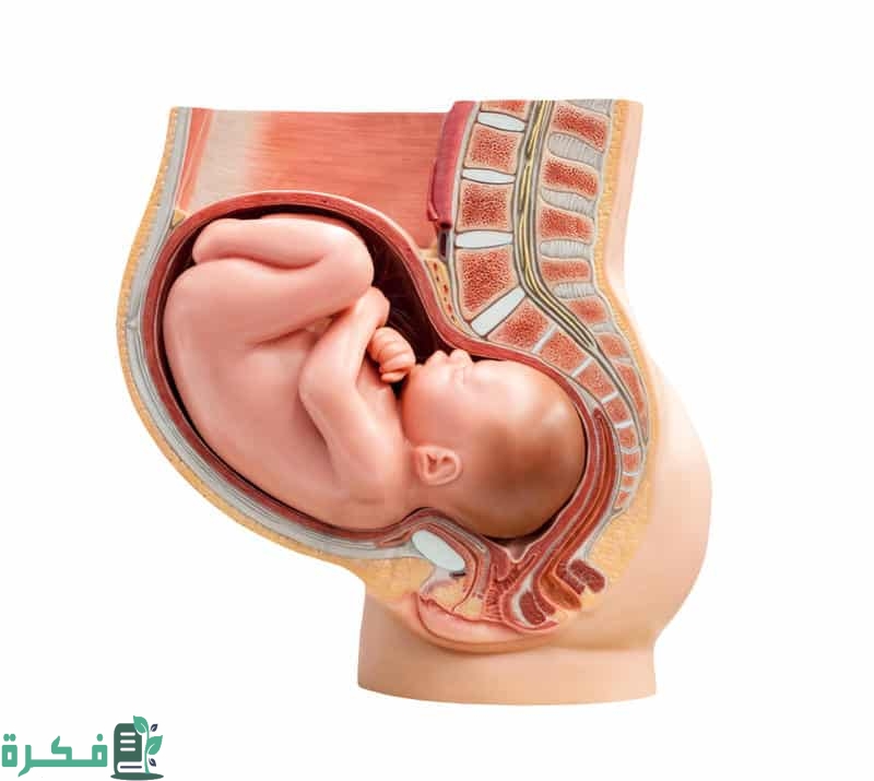 علامات نزول رأس الجنين الحوض عنق الرحم