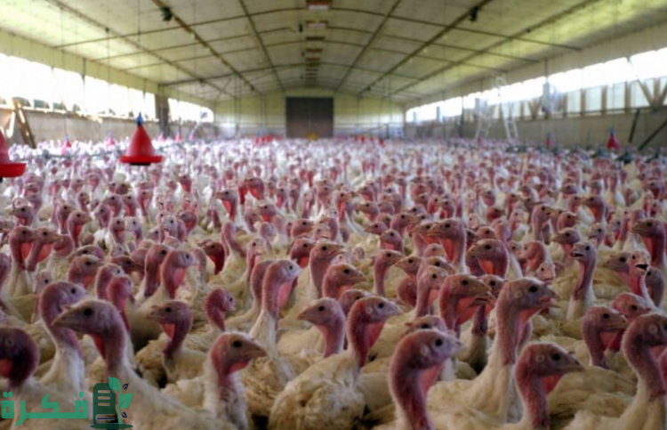 عناوين مزارع الرومي الأبيض في مصر