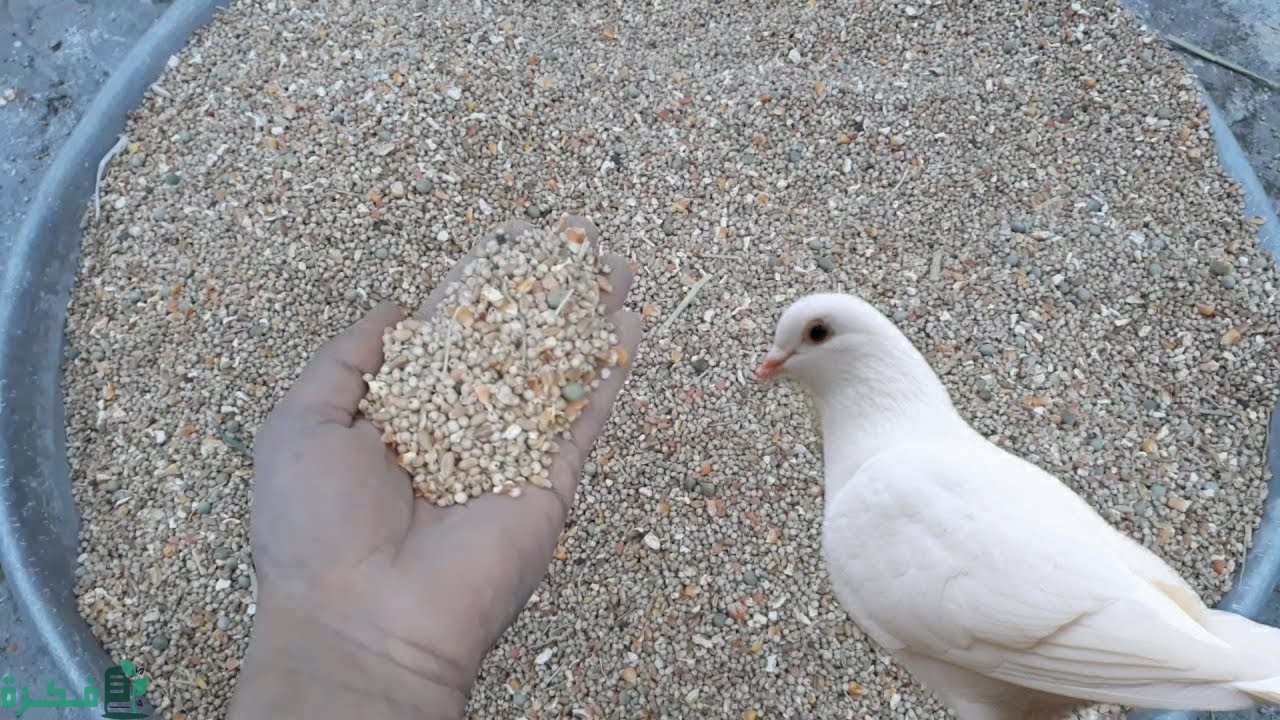 غذاء للحمام في فصل الصيف