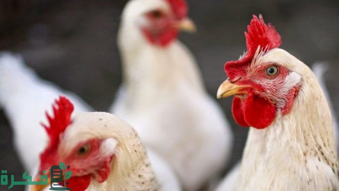 فوائد السكر للدواجن