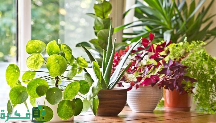 كيفية تسريع نمو النباتات كيفية تسريع نمو النباتات