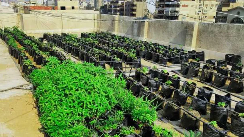 كيفية زراعة أسطح المنازل من البداية للنهاية بالصور