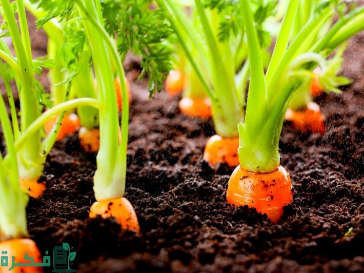 كيفية زراعة الجزر 