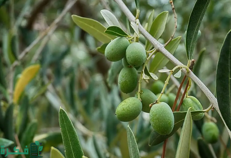 كيفية زراعة الزيتون بالخطوات وطرق تكبيره