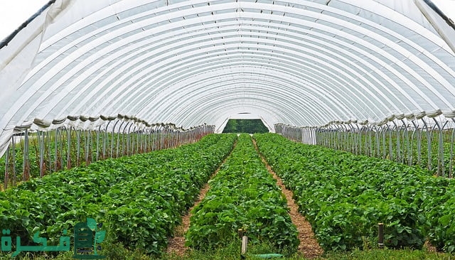 كيفية زراعة الملوخية في البيوت البلاستيكية