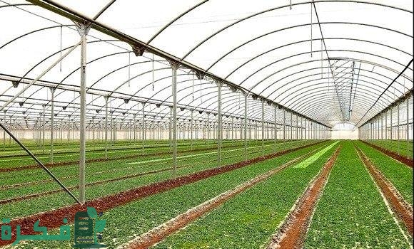 كيفية زراعة الملوخية في البيوت البلاستيكية