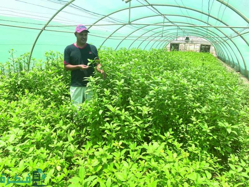 كيفية زراعة الملوخية في البيوت البلاستيكية