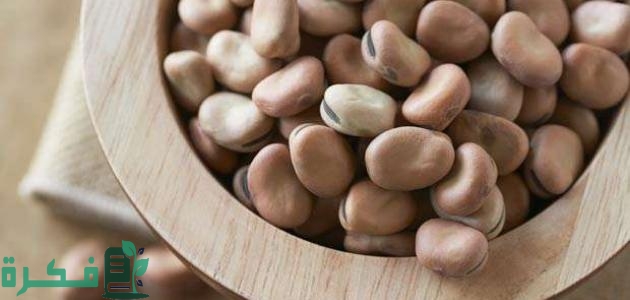 أفضل أنواع الفول للتجارة والربح