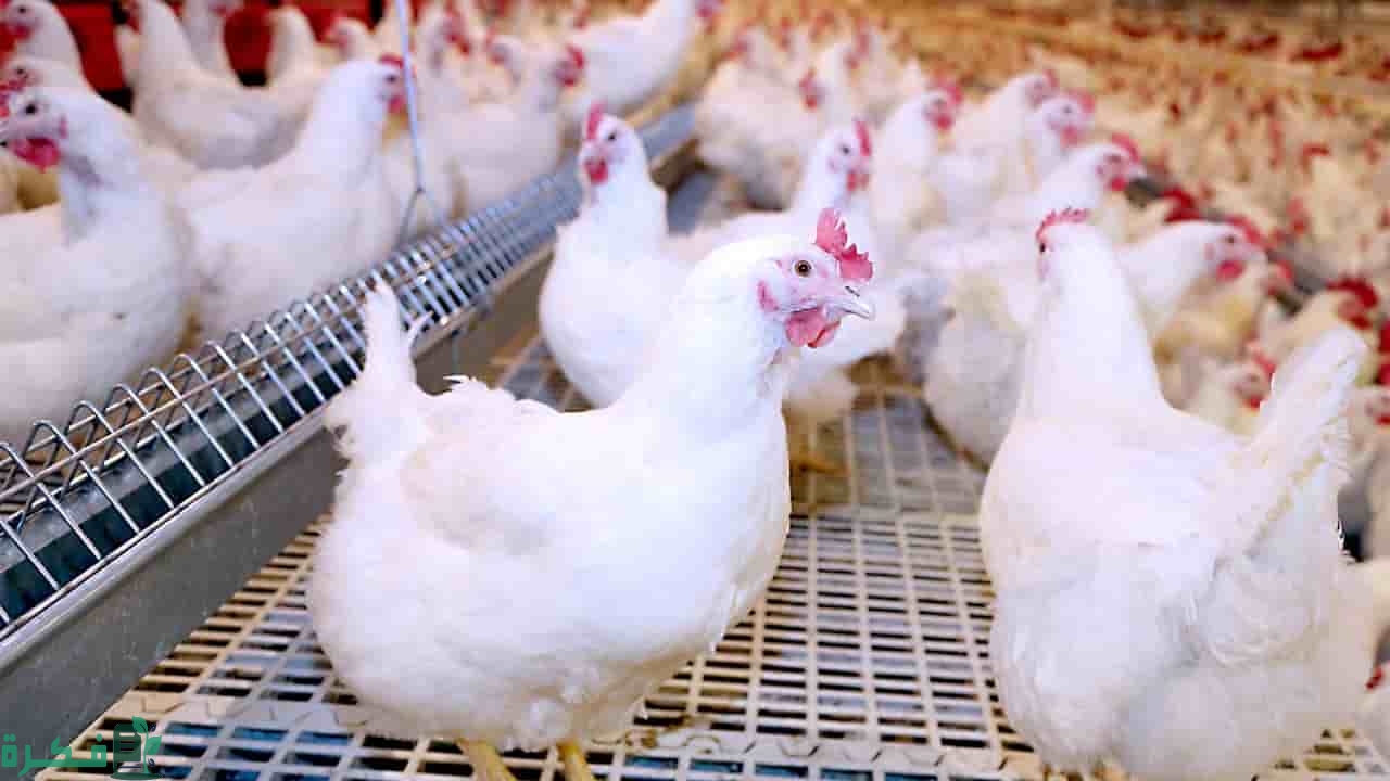 مشاكل تربية الفراخ البيضاء مشاكل تربية الفراخ البيضاء