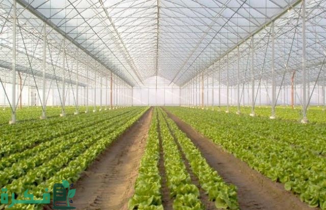 مشروع الصوب الزراعية لإنتاج الخضر للتصدير