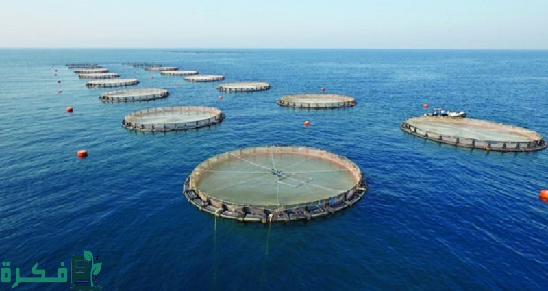 مشروع المزارع السمكية وتربية الأسماك بالتفصيل