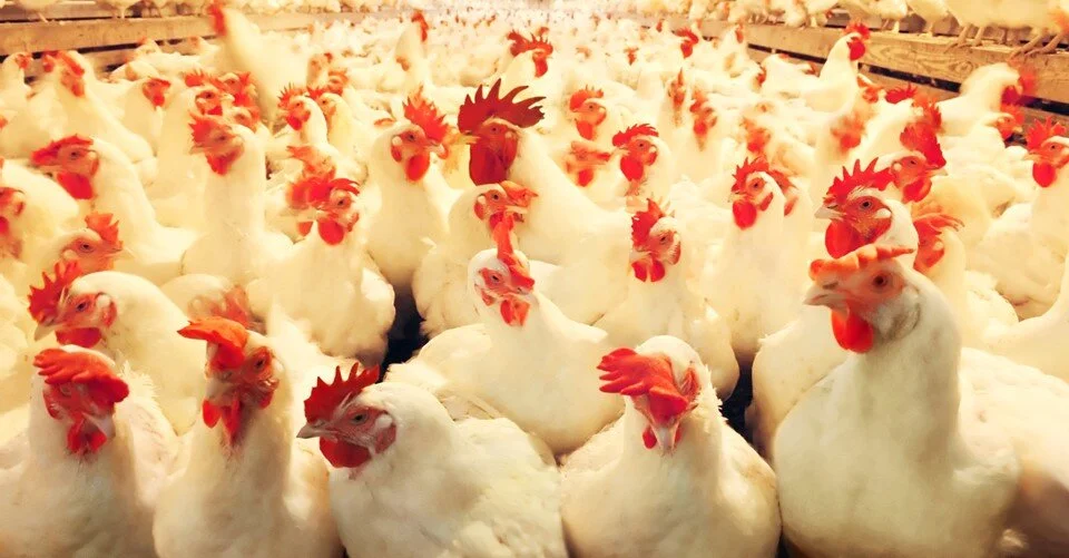 مشروع تربية الدجاج لإنتاج اللحم بالتفصيل