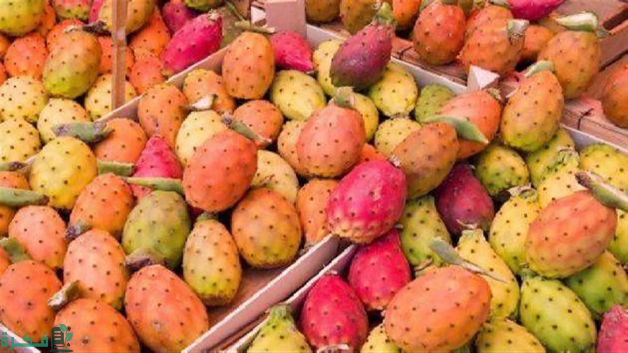 مشروع زراعة التين الشوكي في مصر